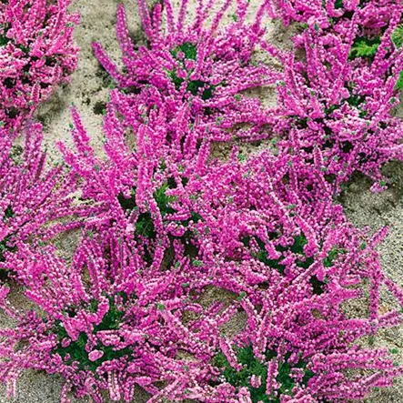 Besenheide 'Elsie Purnell' Besenheide 'Elsie Purnell'