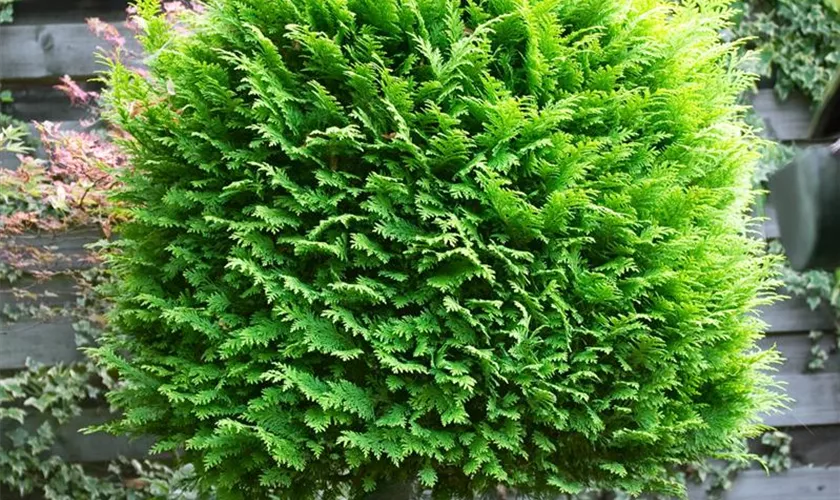 Gartenzypresse 'Gracilis Nova'
