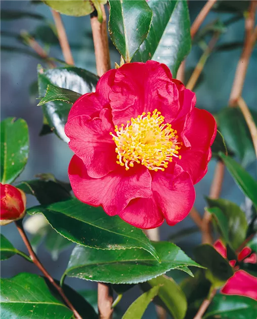 Camellia japonica 'Dr. King' Pflanze, Pflege & Tipps  Floragard