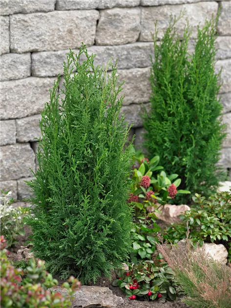 Kegelzypresse 'Erecta Filiformis Robusta' Pflanze, Pflege & Tipps   Floragard