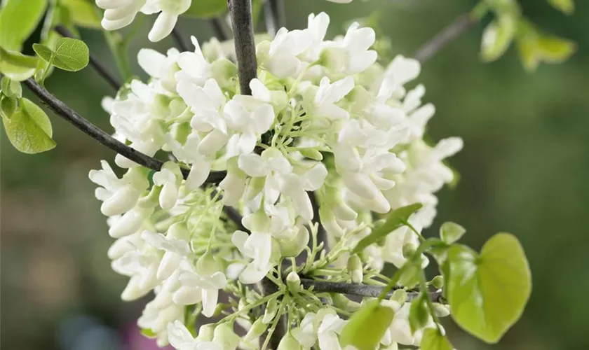Judasbaum canadensis 'Texas White'