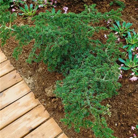 Cedrus libani 'Alibaba'