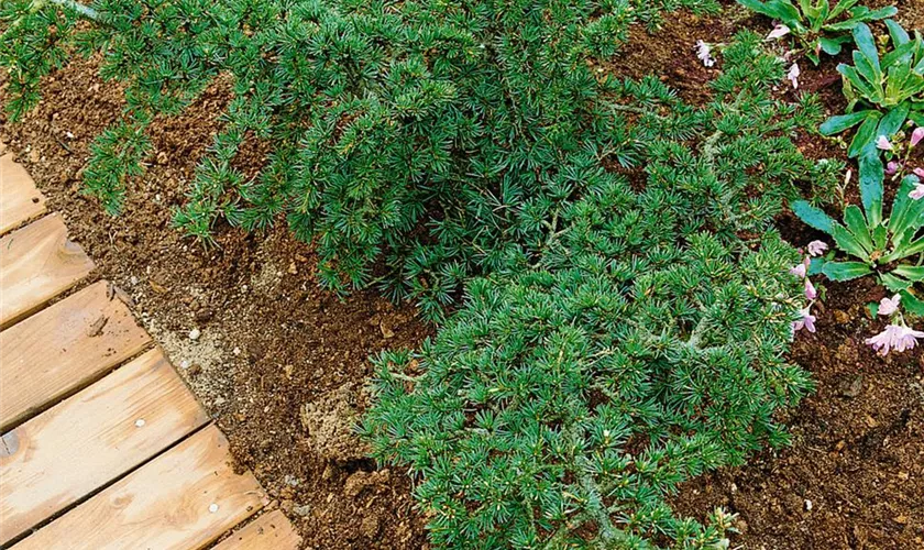 Libanon-Zeder 'Compact Gem'