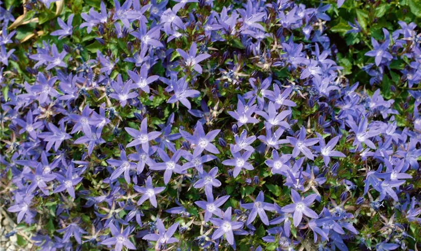 Garten-Hängepolster-Glockenblume 'Blue Star'