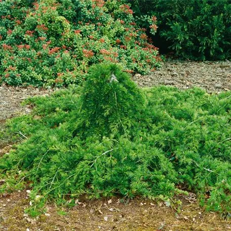 Cedrus libani 'Bergkristall'