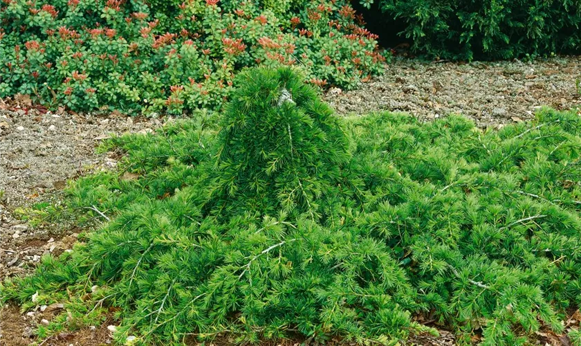 Libanon-Zeder 'Bergkristall'