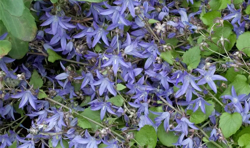 Garten-Hängepolster-Glockenblume 'Frühlingszauber'