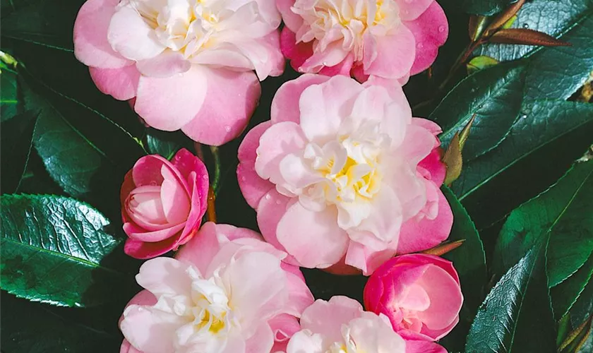 Camellia 'Sweet Jane'