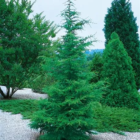 Cedrus libani 'Fastigiata'