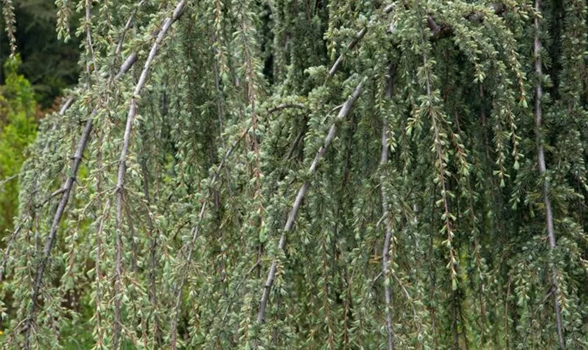 Libanon-Zeder 'Glauca Pendula'