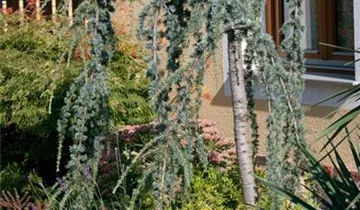 Bildvorschau