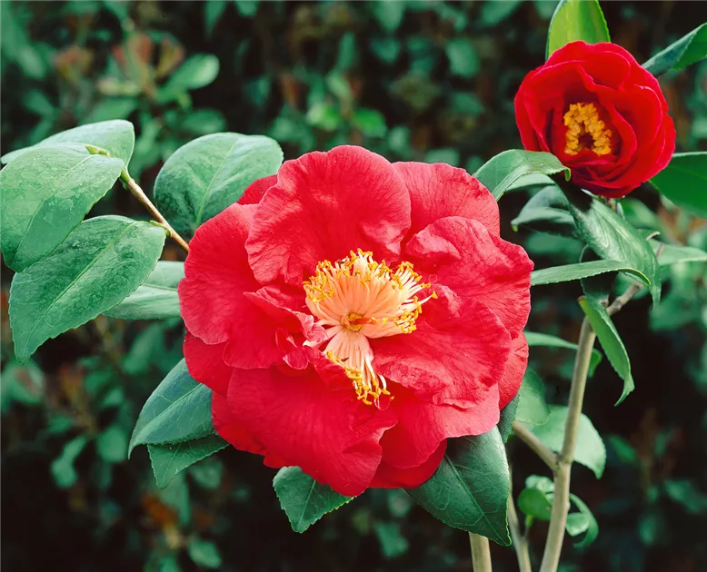 Camellia japonica 'Grand Prix' Pflanze, Pflege & Tipps  Floragard