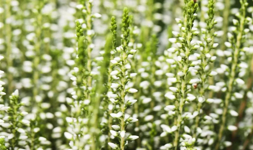 Winterharte Knospenheide Gardengirls® 'Elisa'
