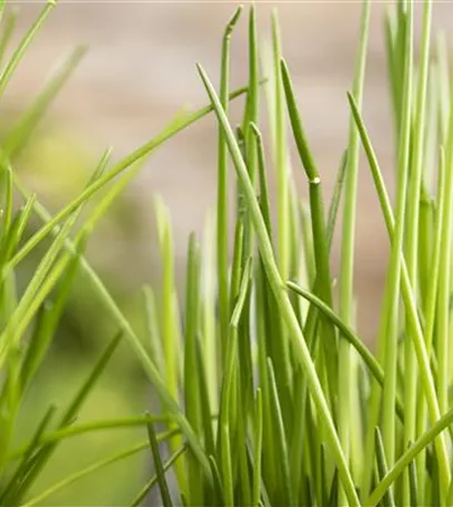 Kräuter schmücken jeden Garten
