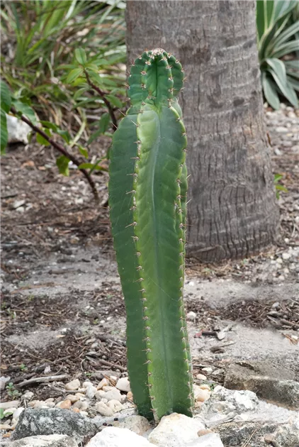 Cereus jamacaru Pflanze, Pflege & Tipps  Floragard