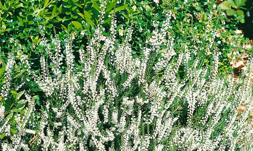 Besenheide 'Alba'