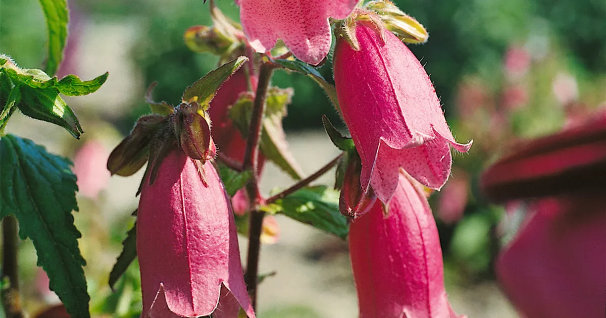 Campanula punctata 'Rubra' Pflanze, Pflege & Tipps  Floragard