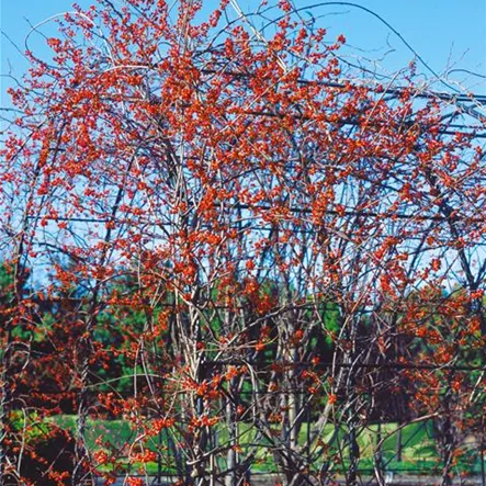 Amerikanischer Baumwürger Amerikanischer Baumwürger