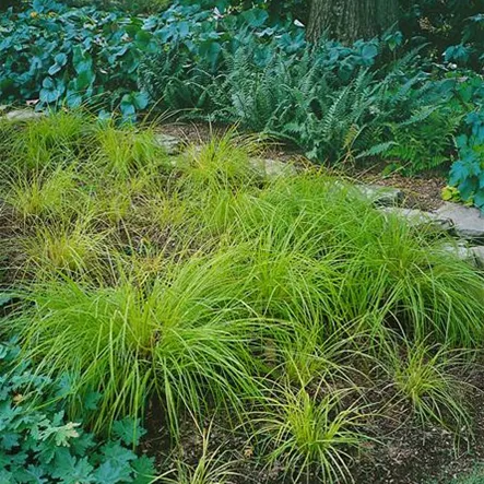 Bergsegge 'Raureif' Bergsegge 'Raureif'