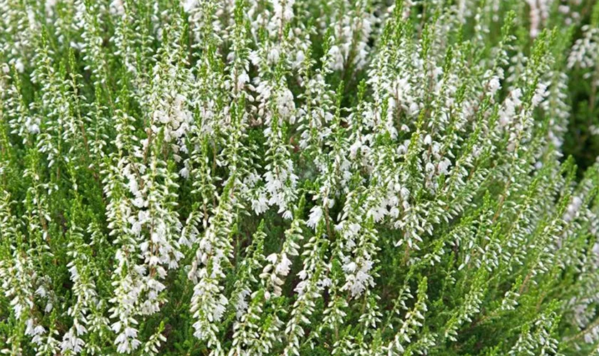 Besenheide 'Alba Erecta'