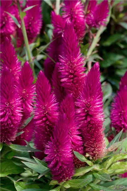 Celosia argentea 'Caracas' Pflanze, Pflege & Tipps  Floragard