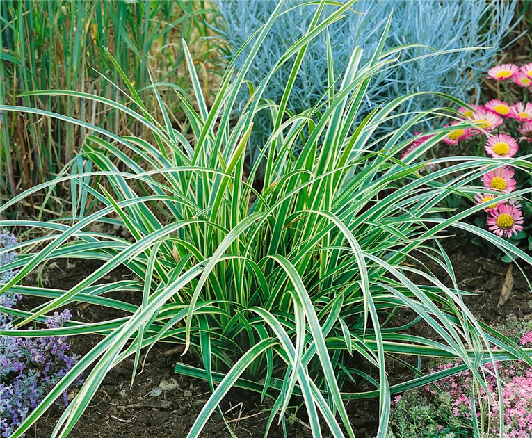 Blumixx Staude Carex 'Ice Dance' – Weißbunte Segge, Winterhart, 0,5L Topf, Ideal Für Schatten & Beet