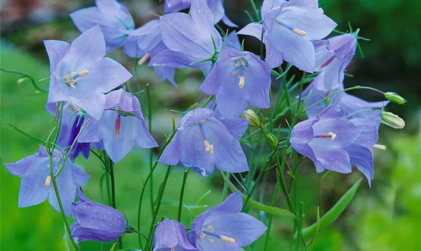 Rundblättrige Glockenblume
