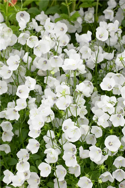 Campanula carpatica 'Jenny' Pflanze, Pflege & Tipps  Floragard