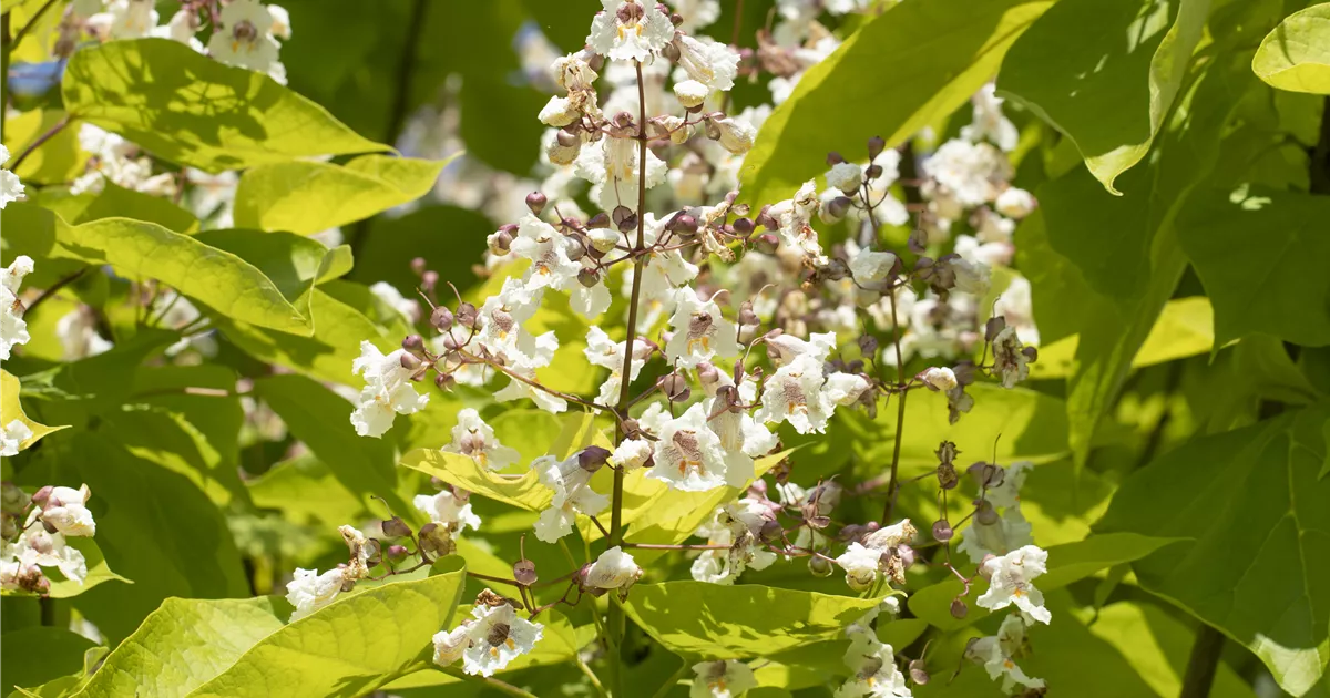 Catalpa bungei Pflanze, Pflege & Tipps  Floragard