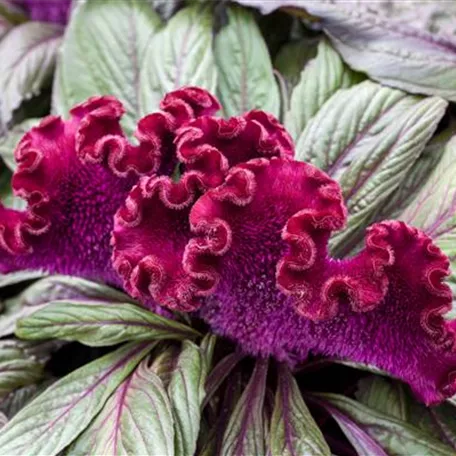 Celosia argentea var. cristata 'Dracula'
