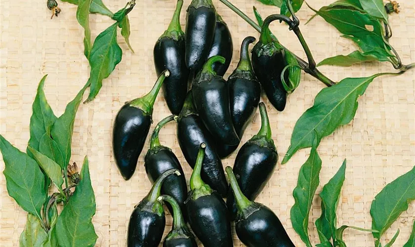 Paprika 'Sweet Black Hungaria'