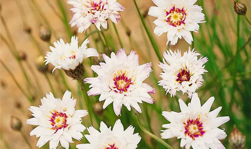 Garten-Rasselblume 'Alba'