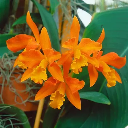 Cattleya 'Trick or Treat' Cattleya 'Trick or Treat'