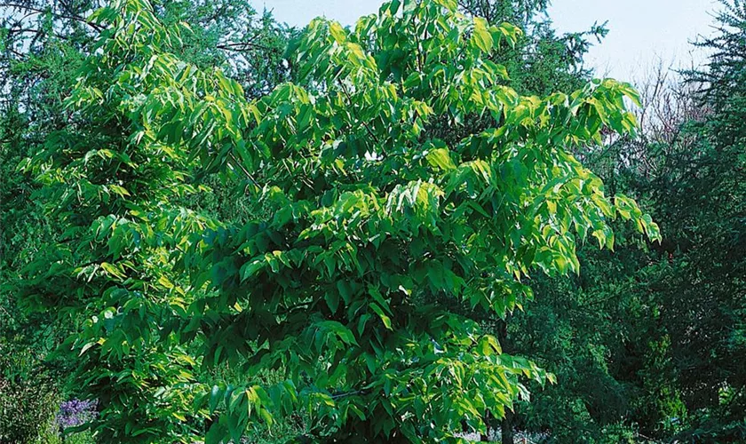 Celtis occidentalis