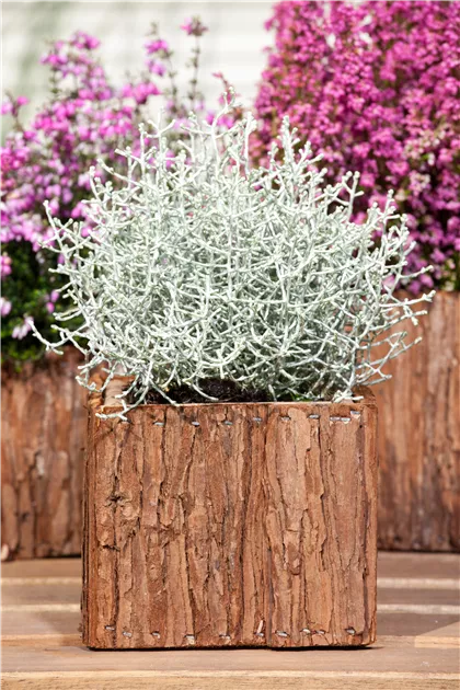 Calocephalus brownii 'Challenge' Pflanze, Pflege & Tipps  Floragard