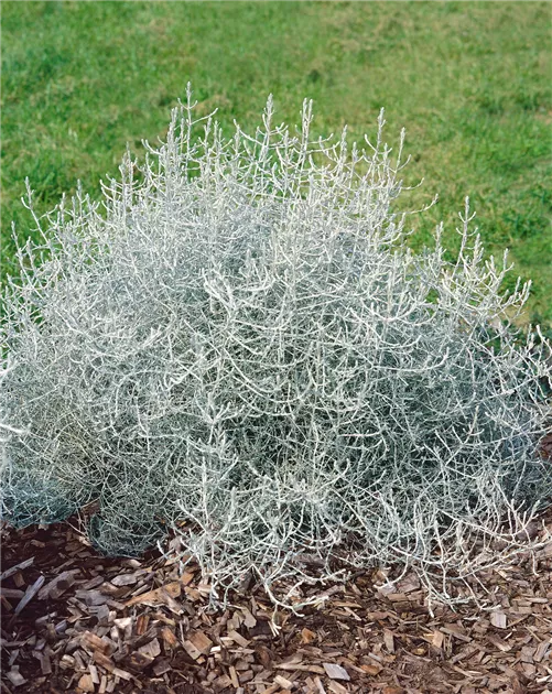Calocephalus brownii 'Challenge' Pflanze, Pflege & Tipps  Floragard