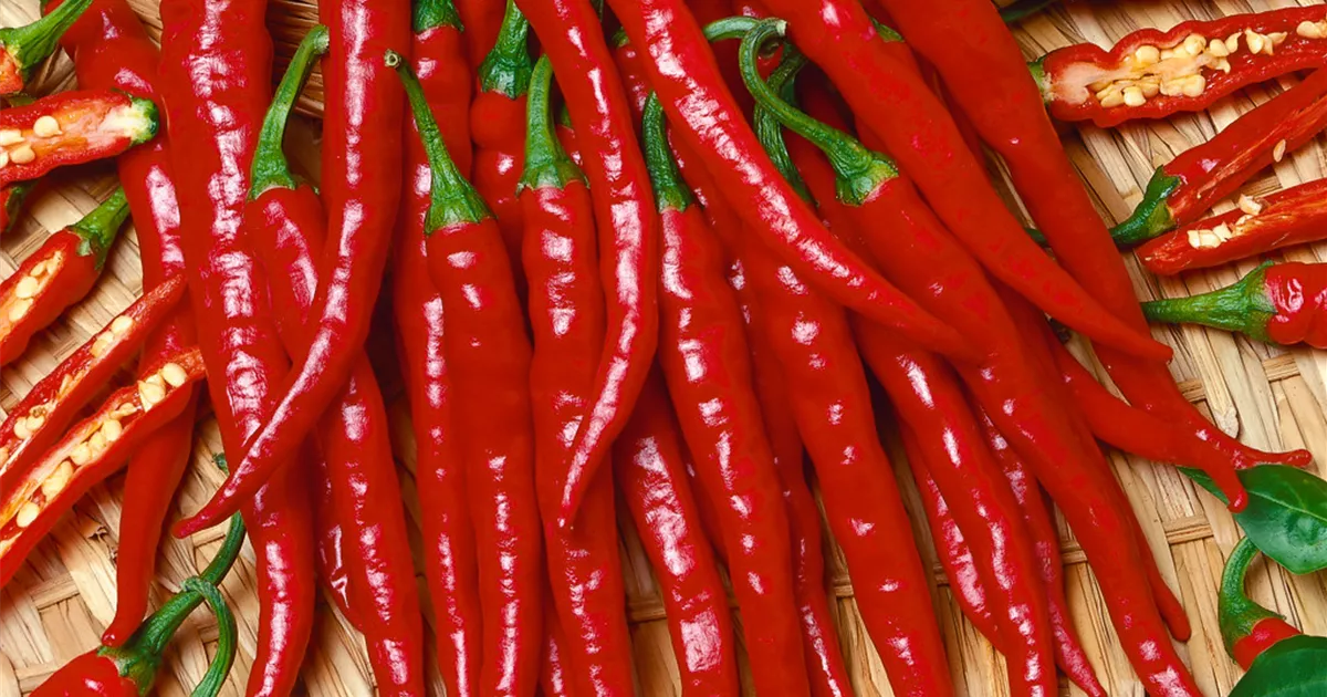 Capsicum annuum var. longum 'Amando' Pflanze, Pflege & Tipps Floragard
