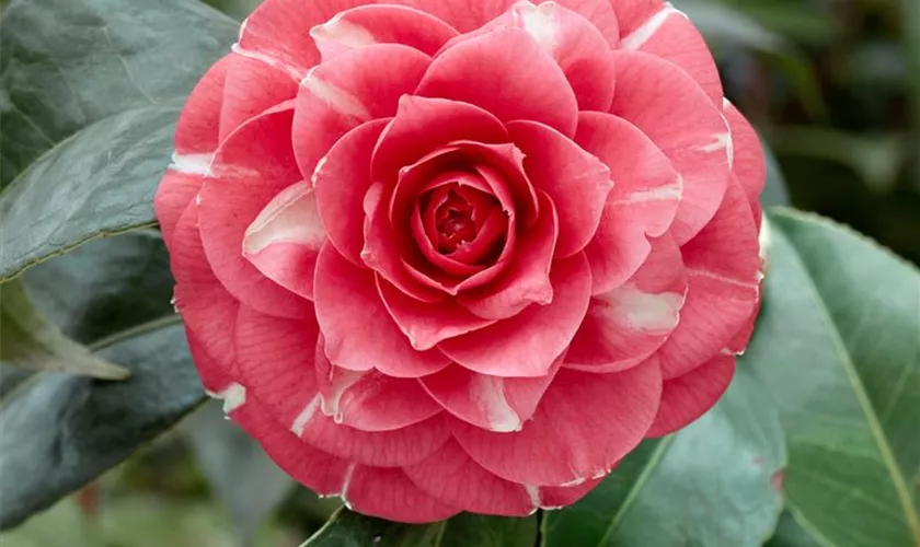 Kamelie 'Orandako'