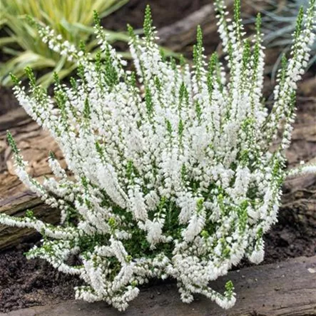 Besenheide 'Hammondii' Besenheide 'Hammondii'