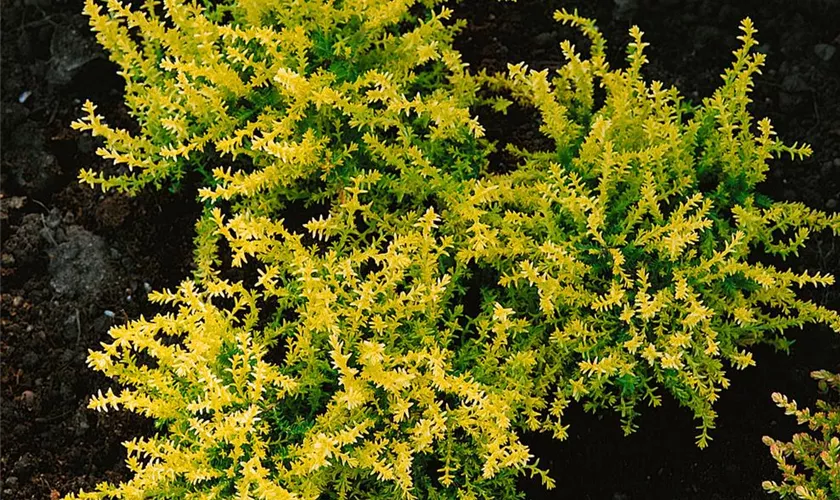 Knospenblüherheide Beauty Ladies® 'Anja'