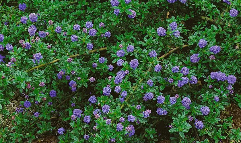 Säckelblume 'Burkwoodii'