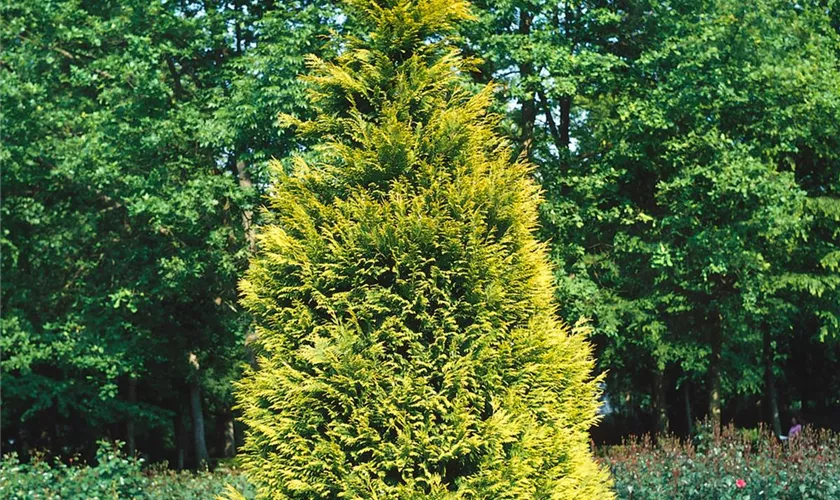 Gartenzypresse 'Smithii'