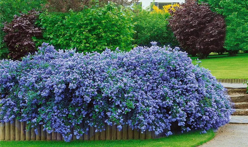 Säckelblume 'Blue Spring'