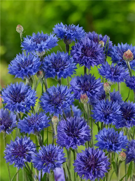 Centaurea cyanus 'Blauer Junge' Pflanze, Pflege & Tipps  Floragard
