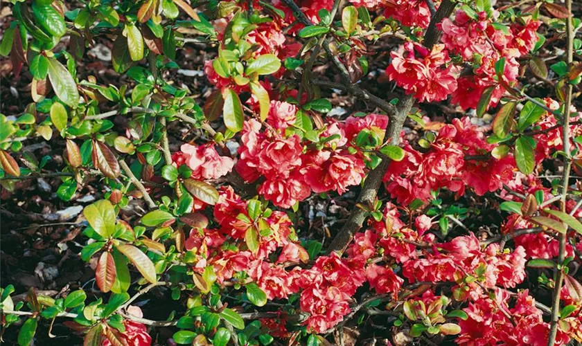 Zierquitte 'Pink Storm'