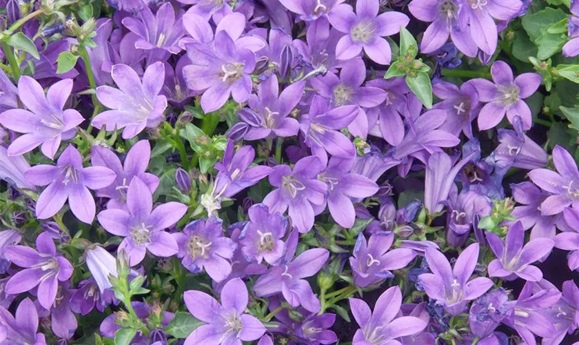 Sternförmige Garten-Glockenblume 'Senior'