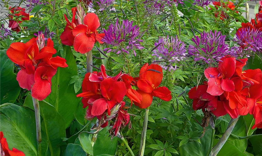 Canna indica, rot