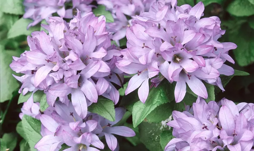 Garten-Knäuel-Glockenblume 'Caroline'