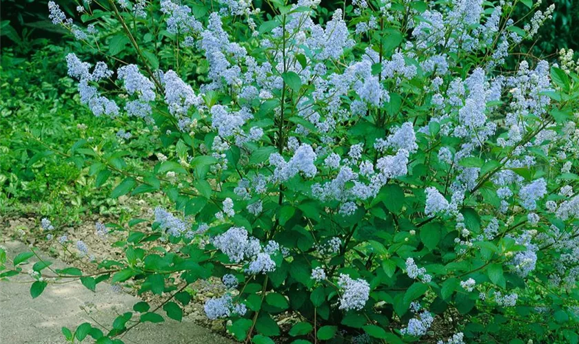 Säckelblume 'Glorie de Versailles'