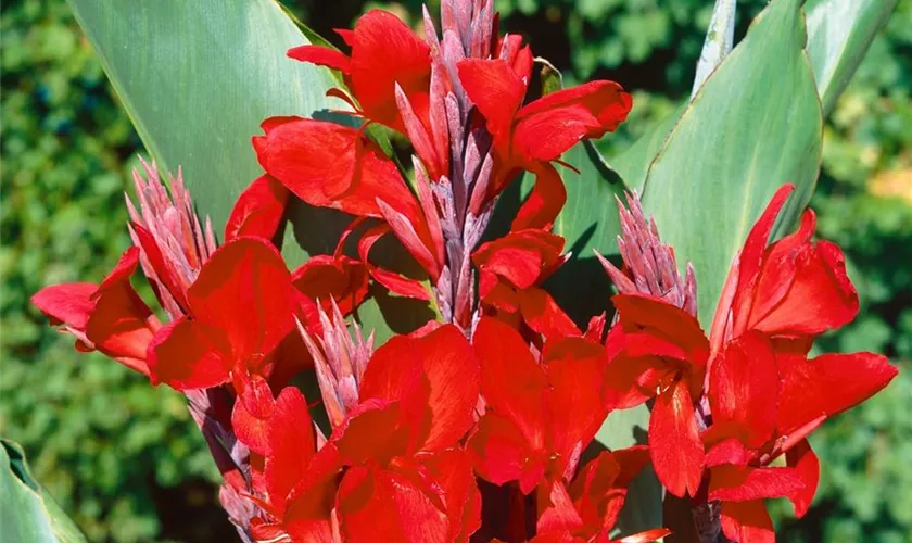 Canna indica 'Brilliant'